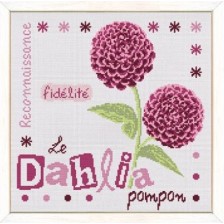 Dahlia