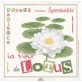 La Fleur de Lotus