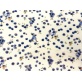 Tissu "Lutins des Myrtilles"